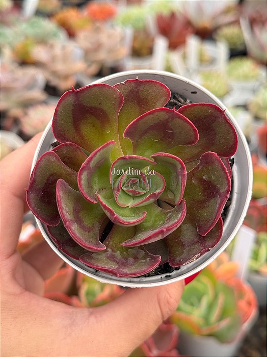 Echeveria rauber
