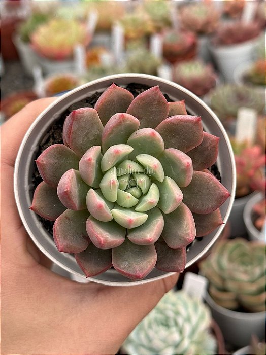 Echeveria bloody swallow