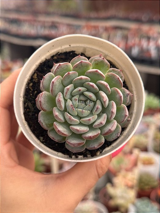 Echeveria pinocchio
