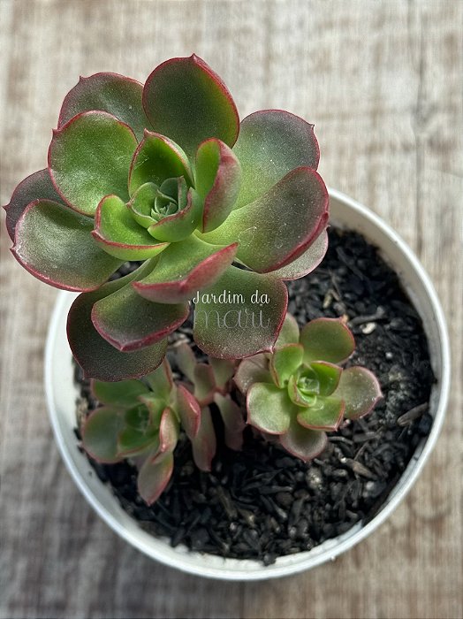 Echeveria little lilly