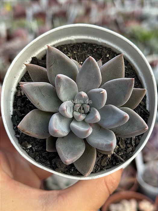 Echeveria arpon