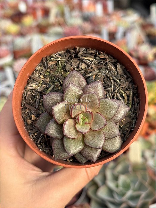 Echeveria moranii x subcorymbosa