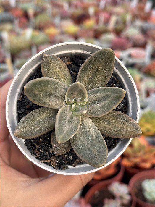 Echeveria xichuensis