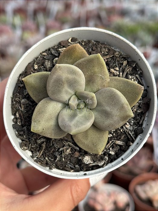 Echeveria xichuensis