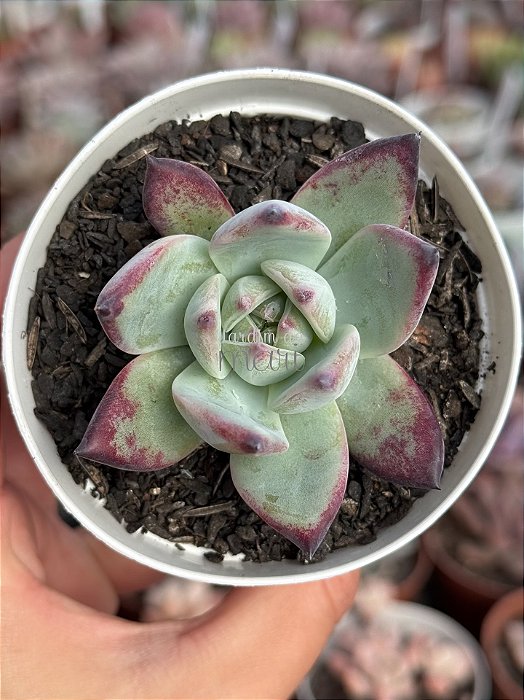 Echeveria colorata desert harmony