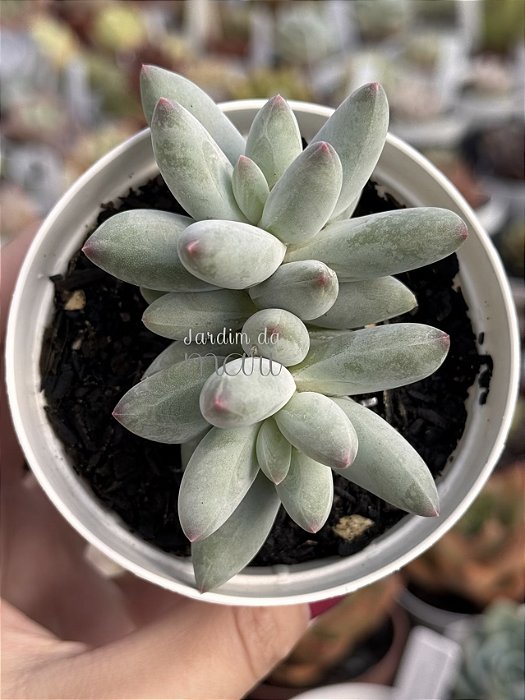 Pachyphytum mexicano