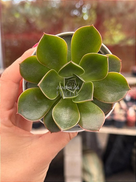Echeveria relena