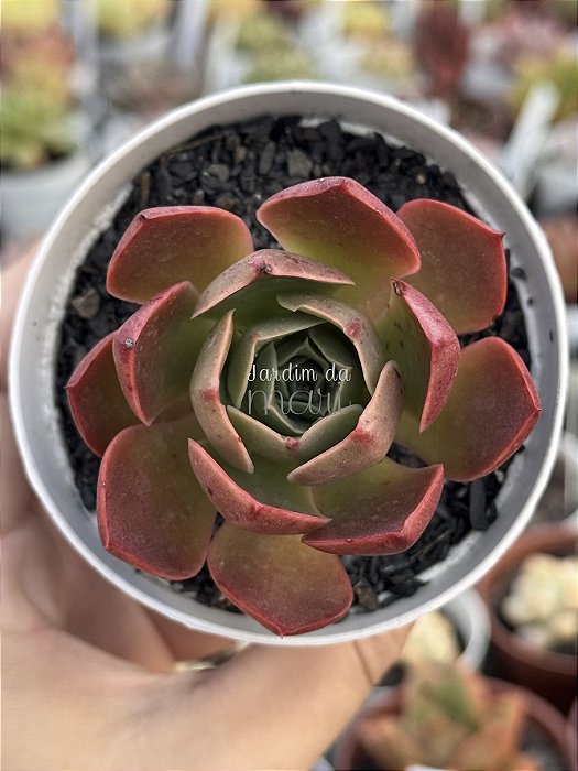 Echeveria relena