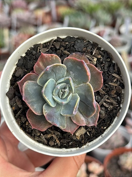 Echeveria colorshift