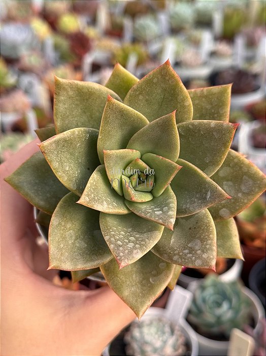 Echeveria grammut