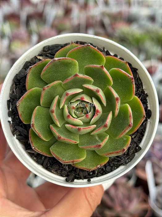 Echeveria elisha