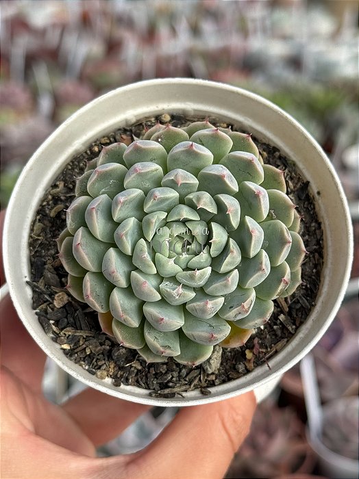 Echeveria mexican x mínima