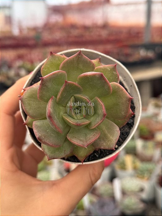 Echeveria Anne