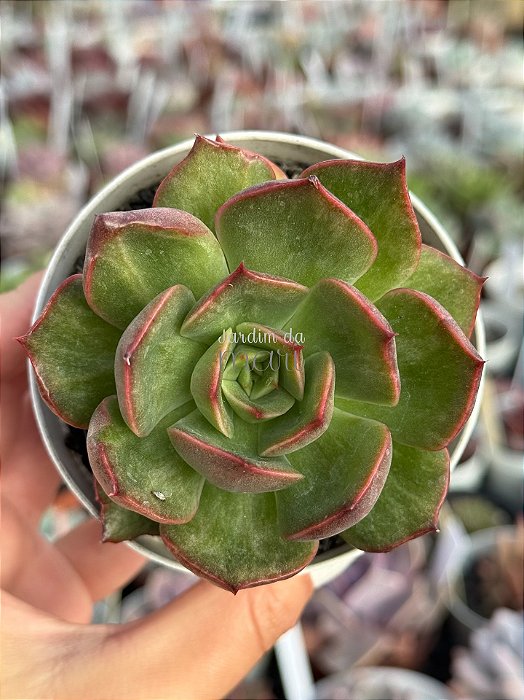 Echeveria Anne