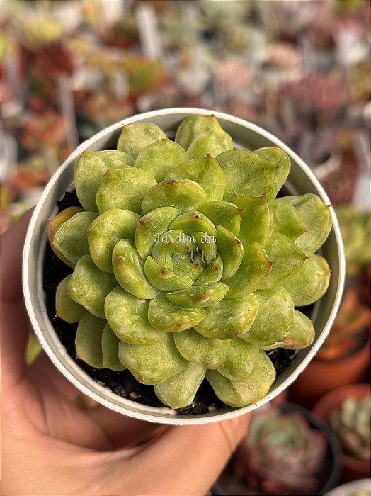 Echeveria ice angel variegata (NOVIDADE)