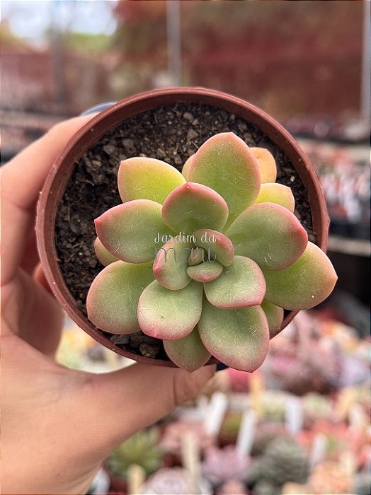 Echeveria apple candy