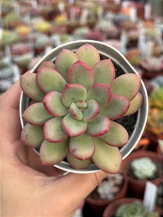 Echeveria apple candy