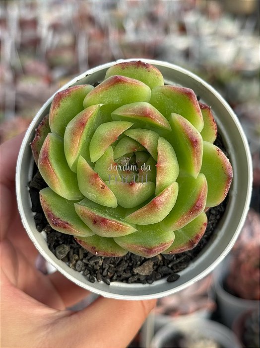 Echeveria Alladin