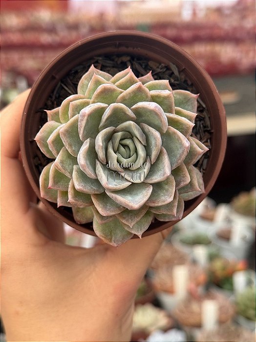 Echeveria jocelyn