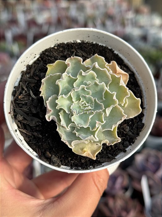 Echeveria shaviana c/ carúnculas