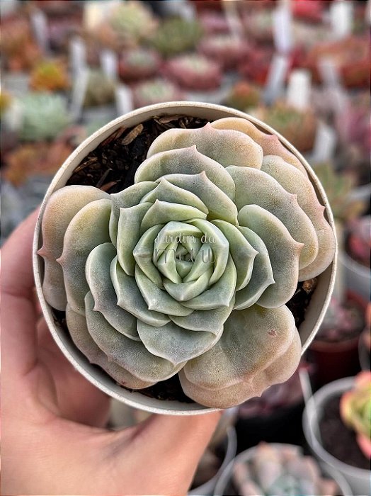 Echeveria lovely rose red color