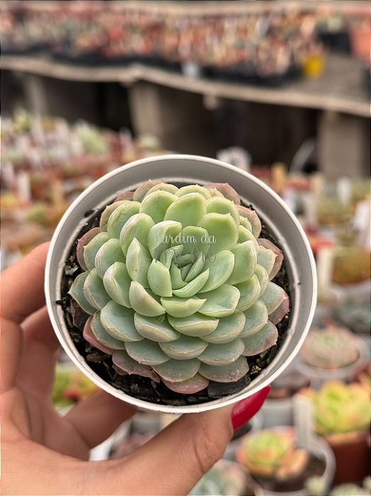 Echeveria queen rose