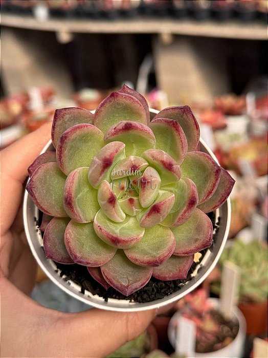 Echeveria blood parrot