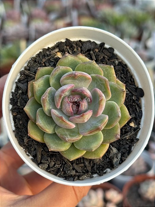Echeveria blue berry (NOVIDADE)