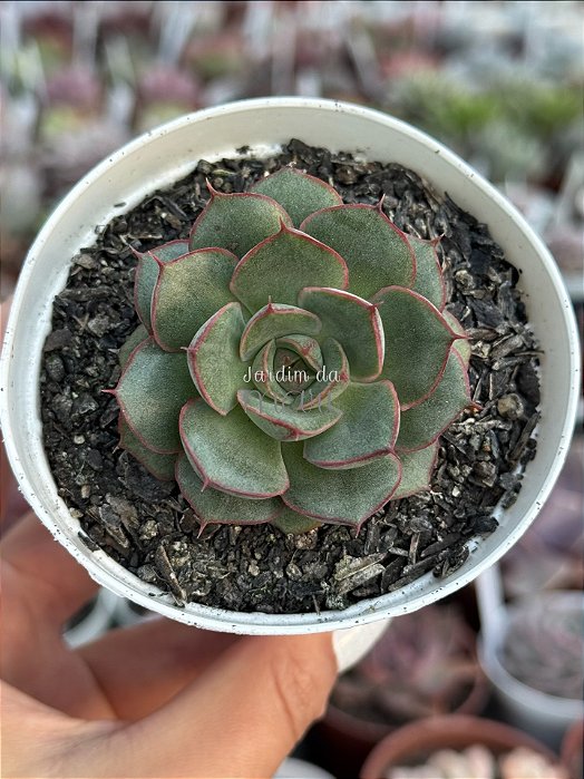 Echeveria spirit blossom (NOVIDADE)