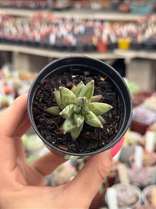 Pachyphytum purple diamond