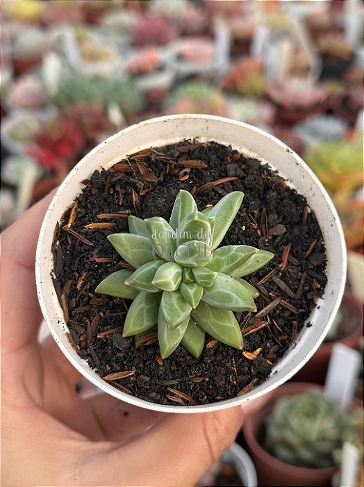 Pachyphytum purple diamond