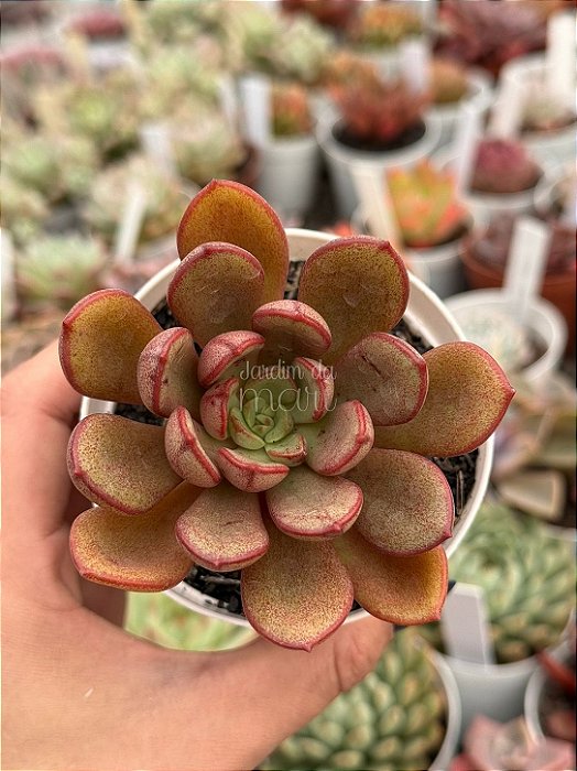 Echeveria seraphine (NOVIDADE)