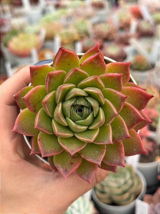 Echeveria octopus (NOVIDADE)