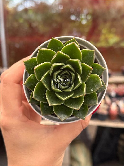 Echeveria octopus