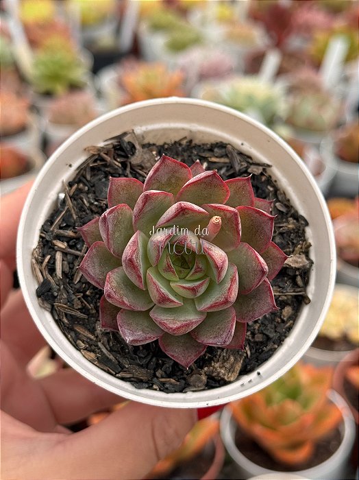 Echeveria endorphin