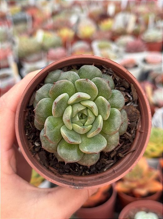 Echeveria dawn dew