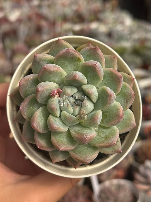 Echeveria dancing beauty