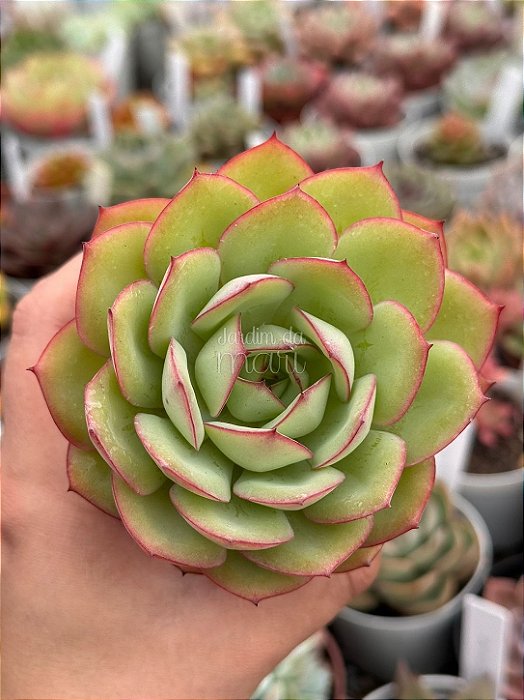 Echeveria polamela