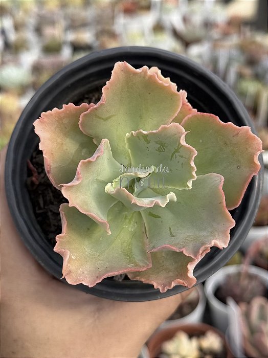 Echeveria purple haze