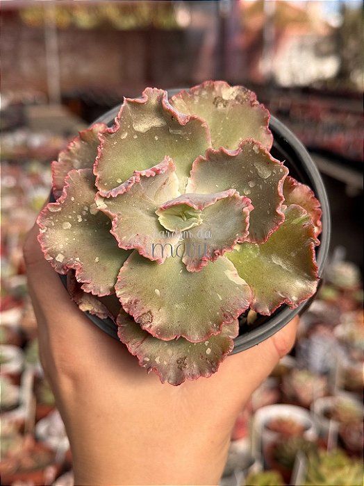 Echeveria chantilly blue sky reversa