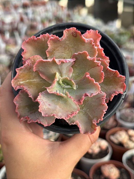 Echeveria chantilly blue sky reversa