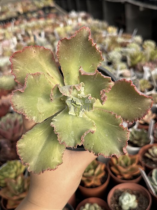 Echeveria chantilly blue sky reversa