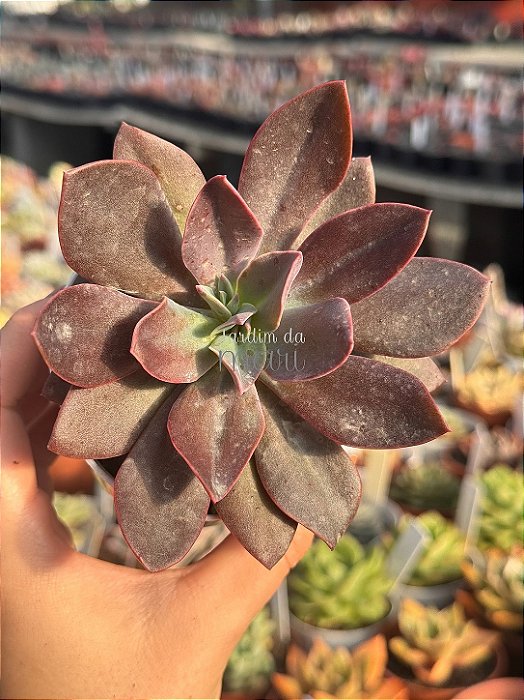 Echeveria hainakada