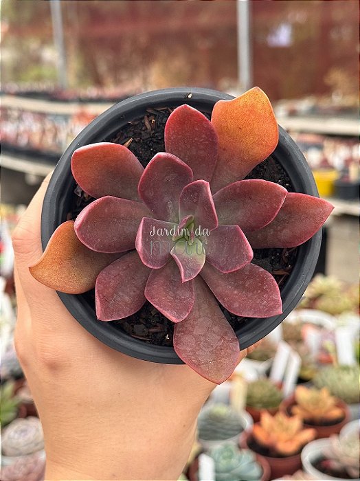Echeveria hainakada