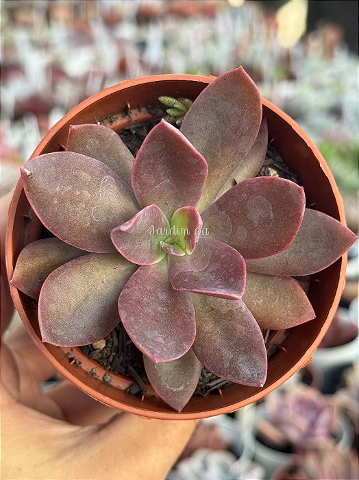 Echeveria hainakada