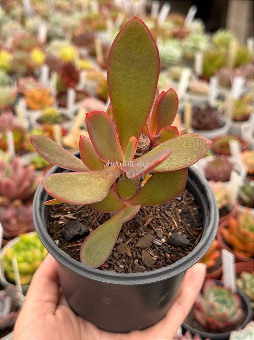 Echeveria híbrida M28