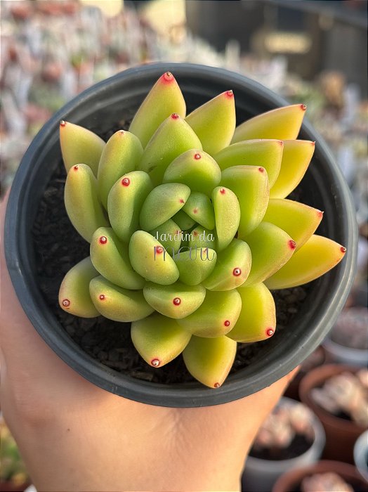 Echeveria agavoides ebony (híbrida de semente)
