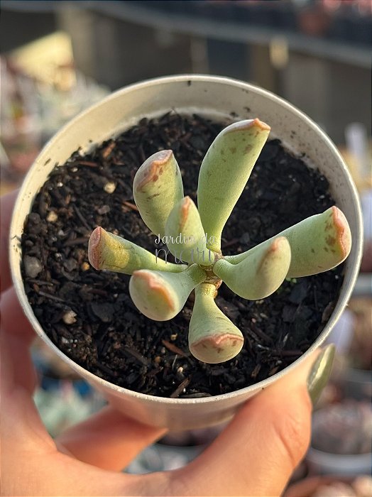 Adromischus filicaulis