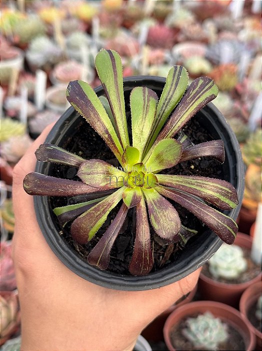 Aeonium big bang variegata (01)