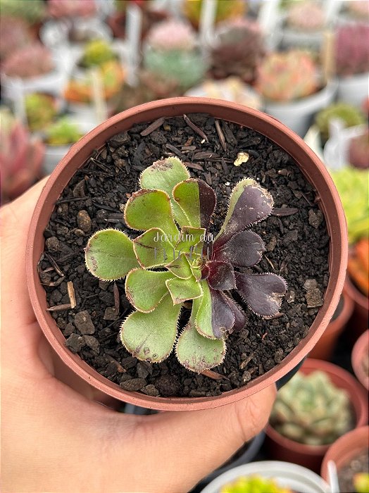 Aeonium big bang variegata p